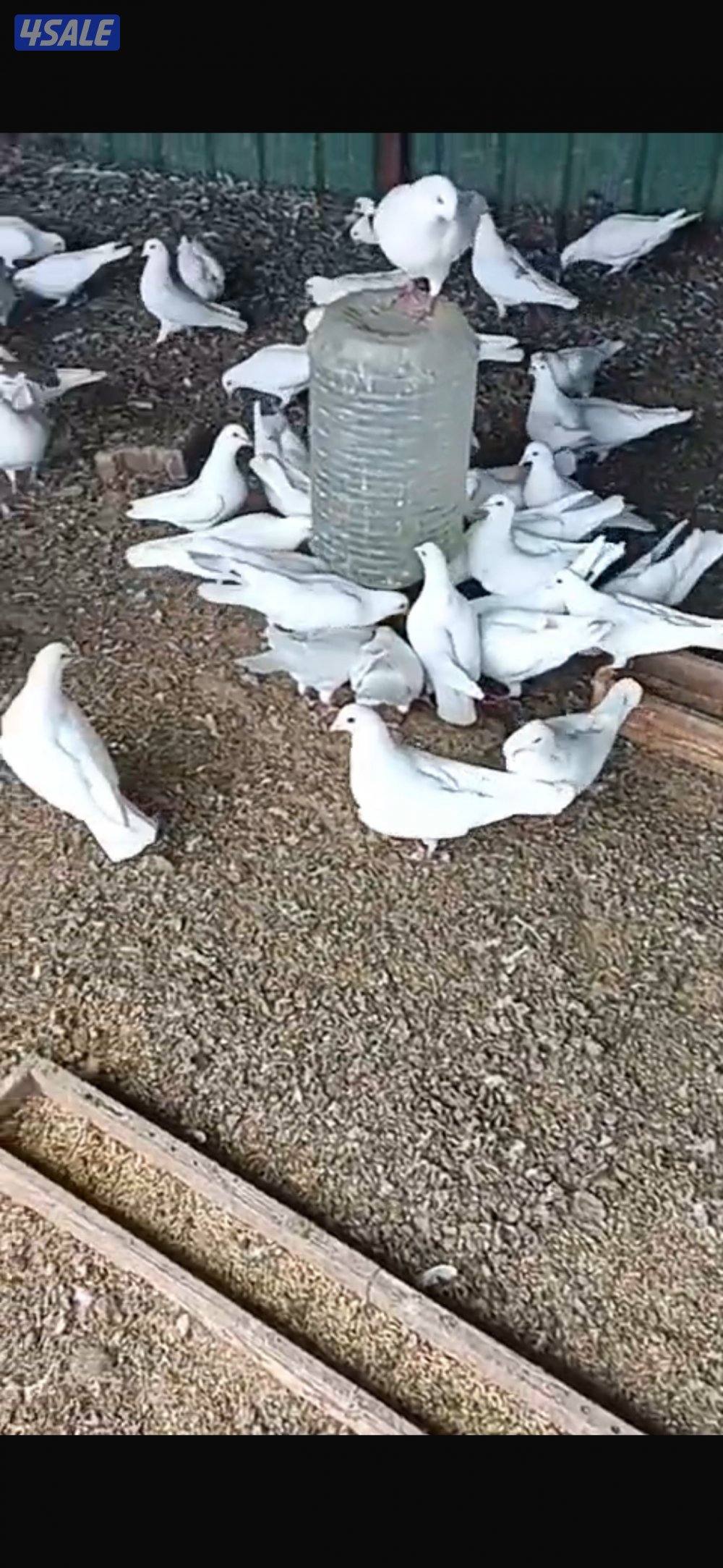 للبيع حمام لاحم0