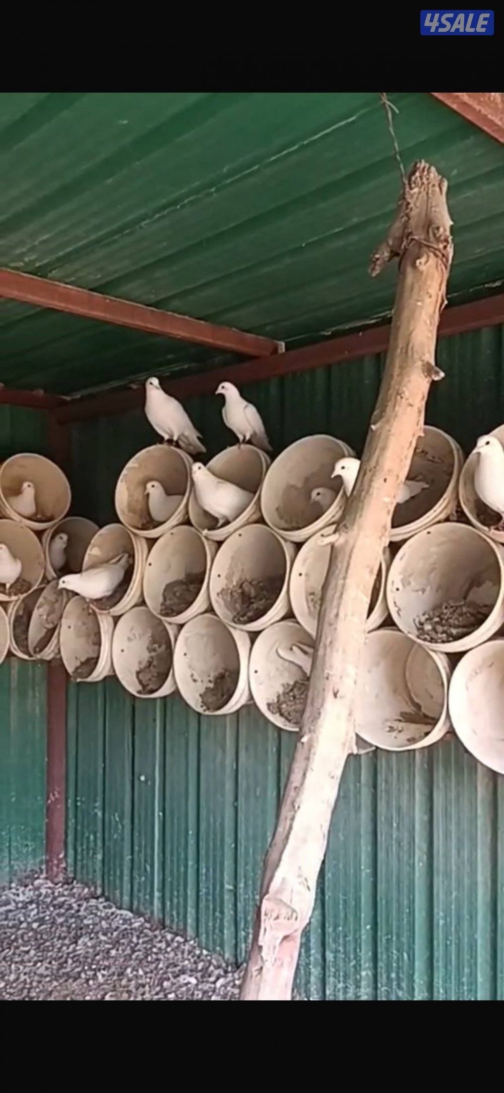 للبيع حمام لاحم1