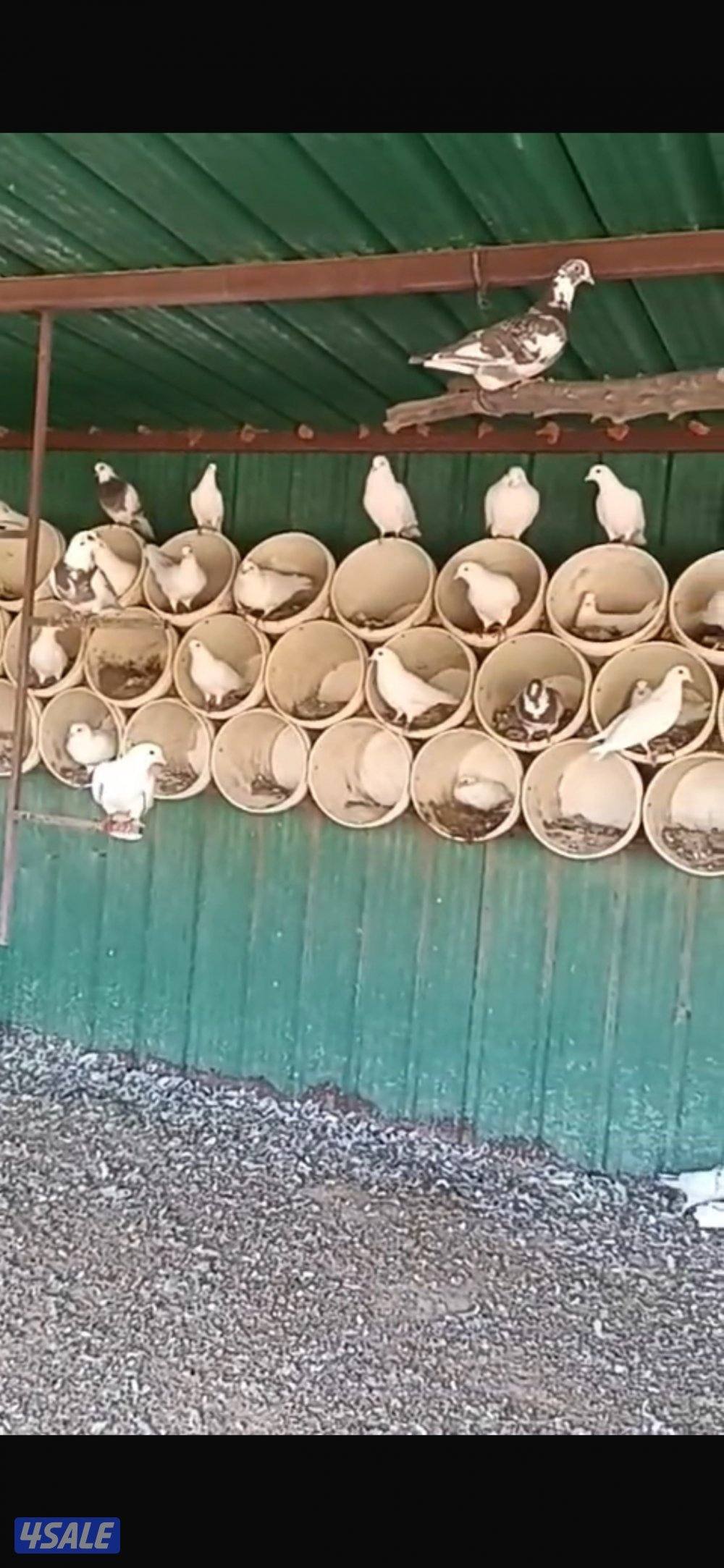 للبيع حمام لاحم2