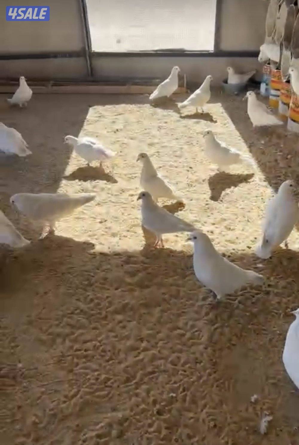 للبيع حمام لاحم فرنسي احجام طيبه العدد 860