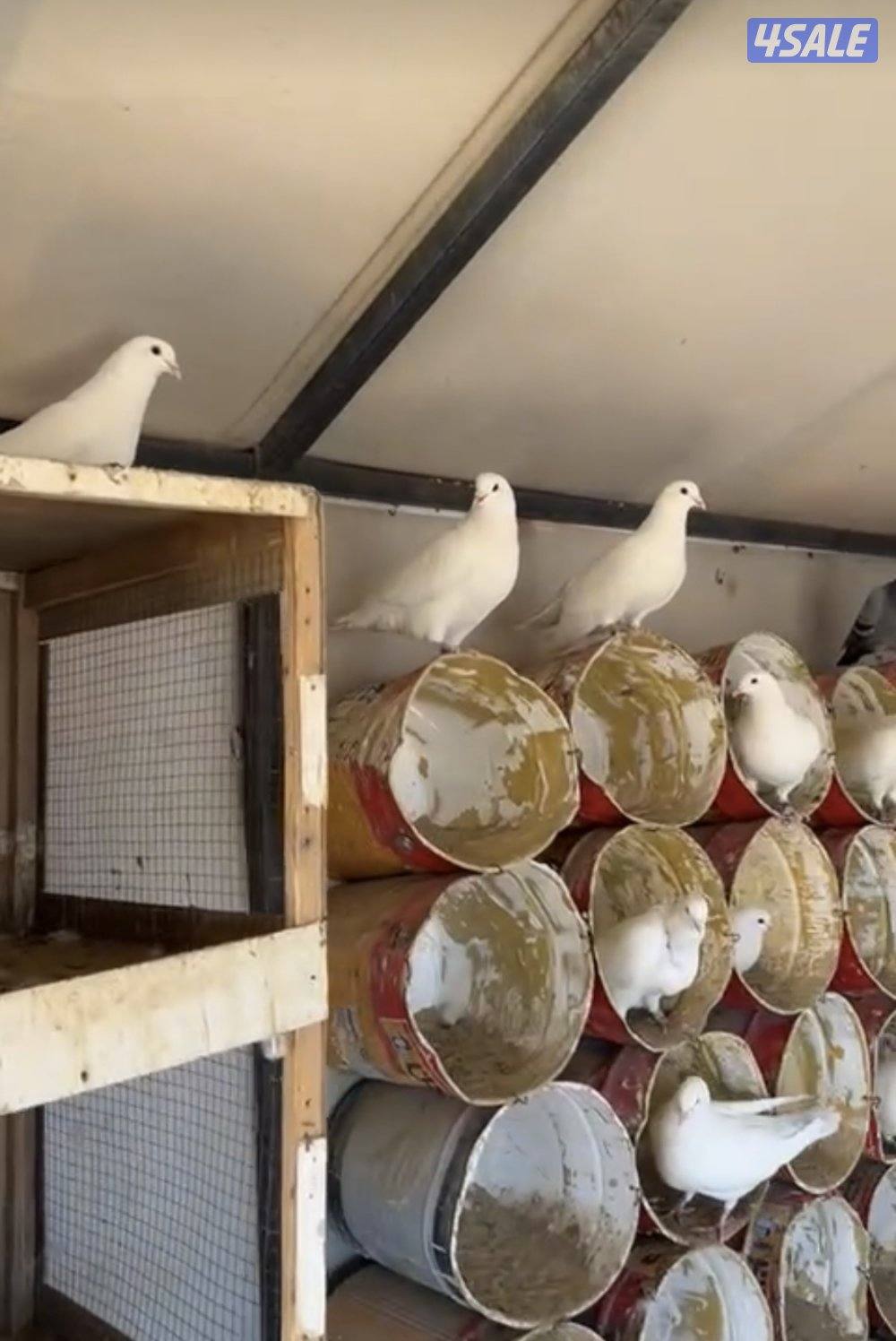 للبيع حمام لاحم فرنسي احجام طيبه العدد 862