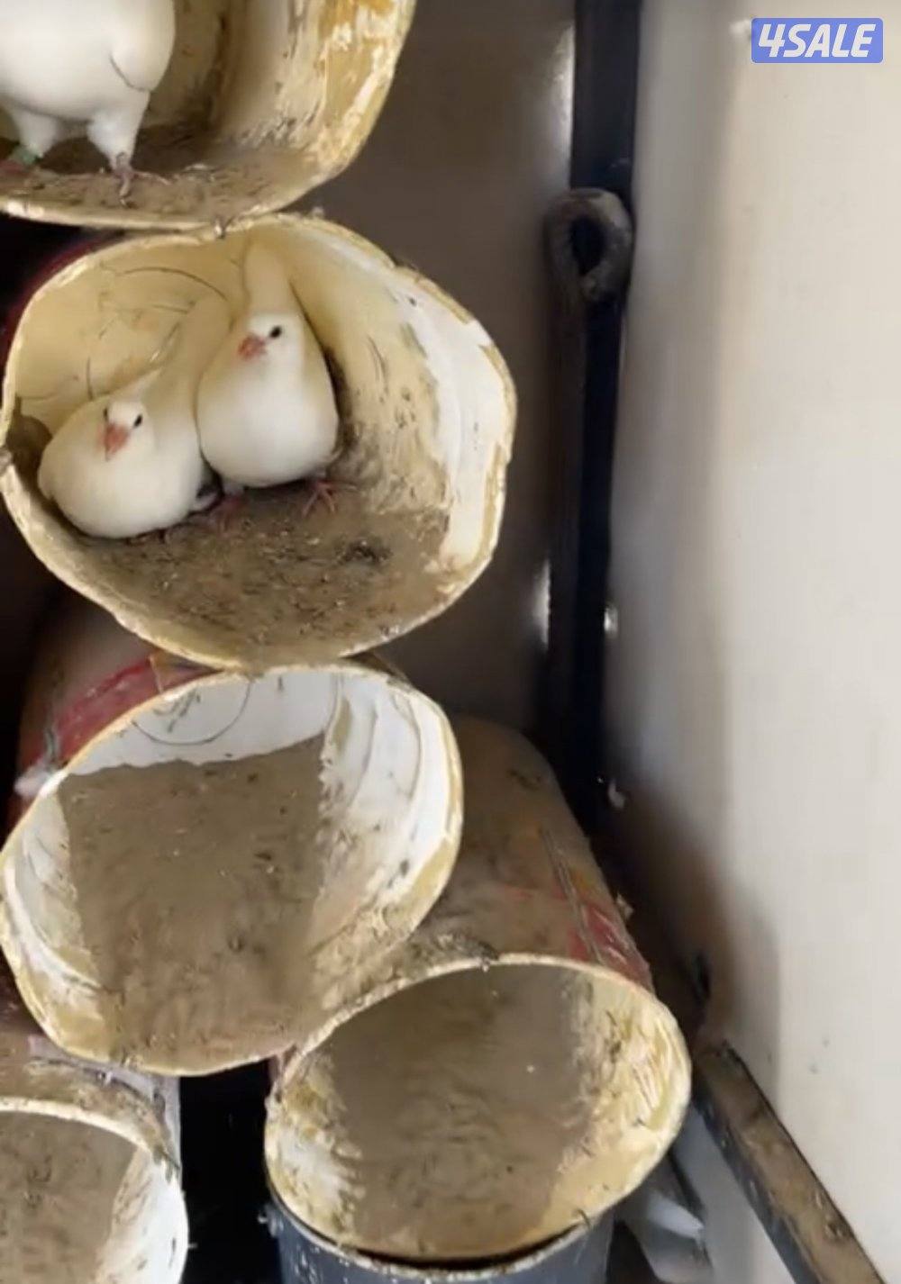 للبيع حمام لاحم فرنسي احجام طيبه العدد 863