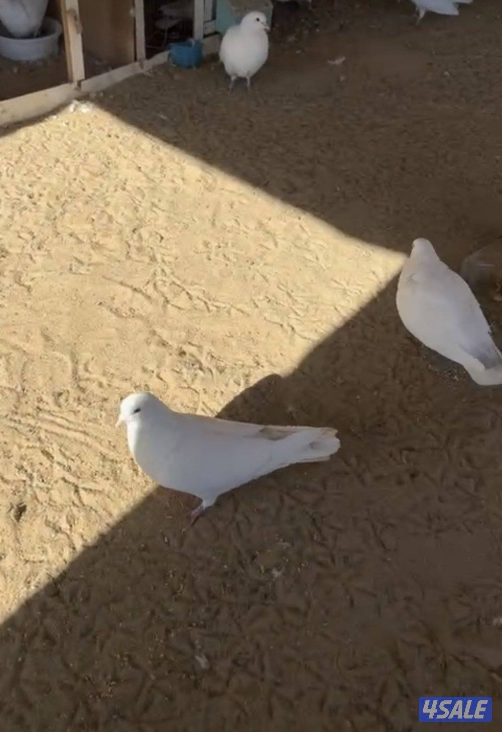 للبيع حمام لاحم فرنسي احجام طيبه العدد 864