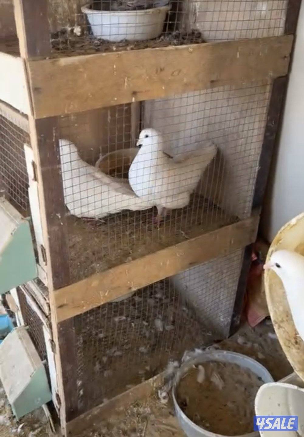 للبيع حمام لاحم فرنسي احجام طيبه العدد 865