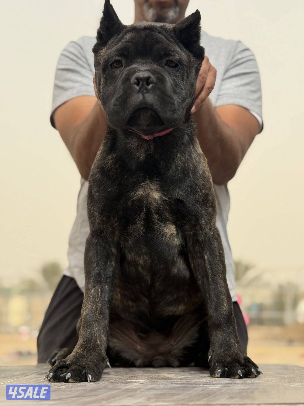 High quality cane corso puppy1