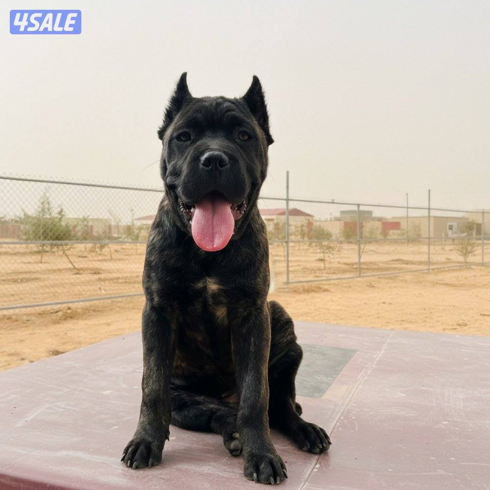 High quality cane corso puppy2