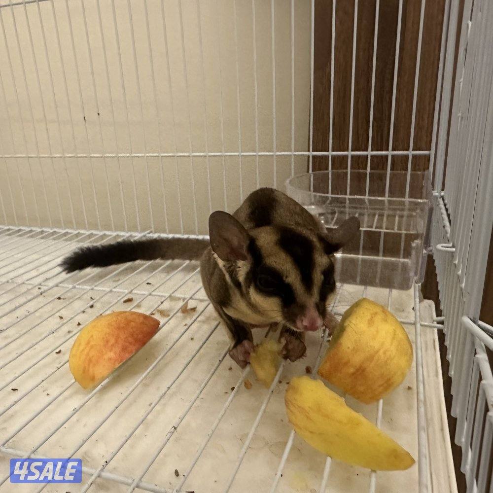 شوقر قلايدر0