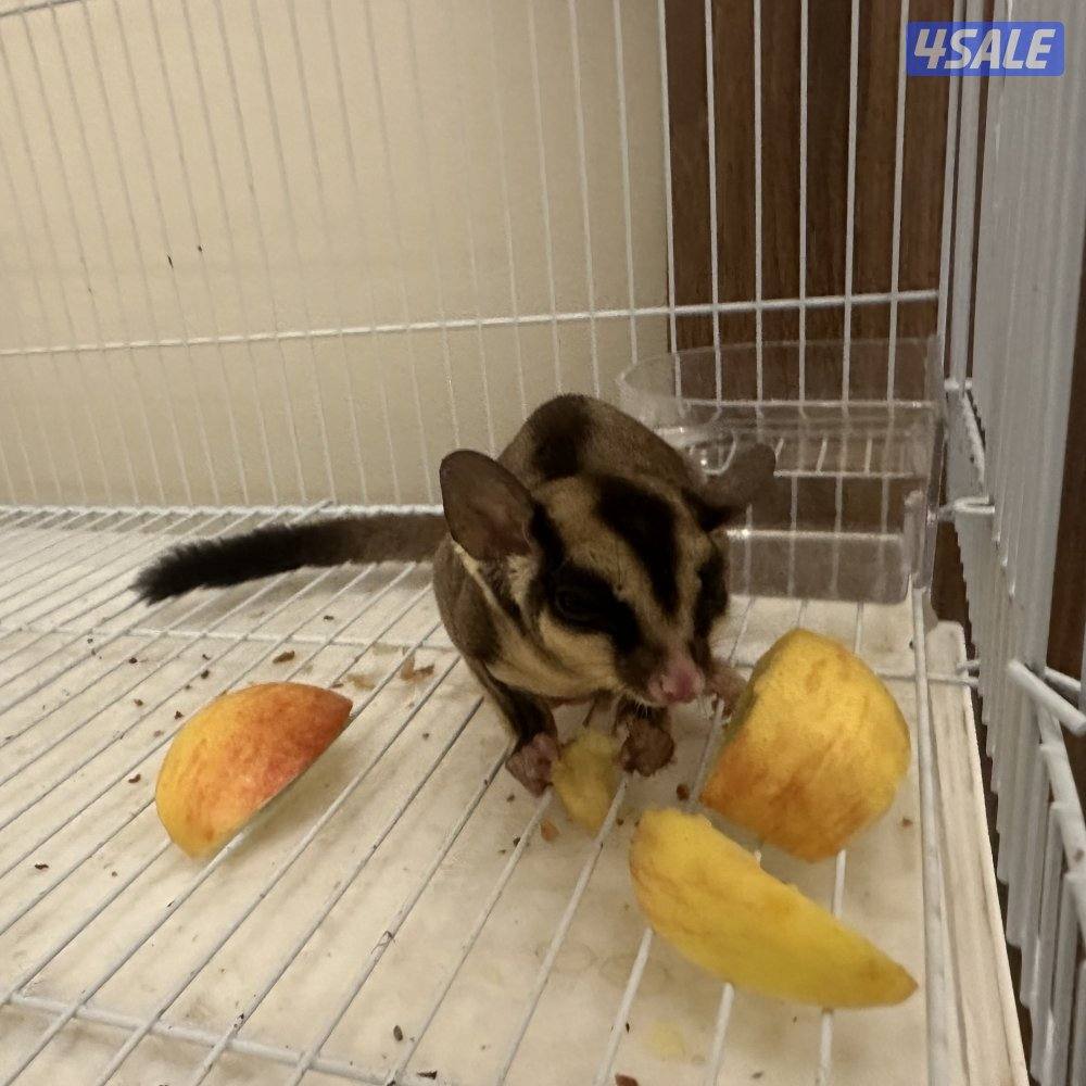 شوقر قلايدر1