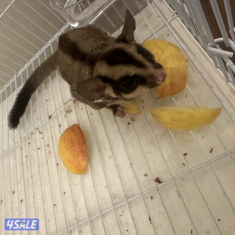 شوقر قلايدر2