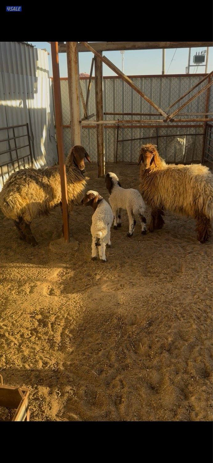 مزارع الوفره0