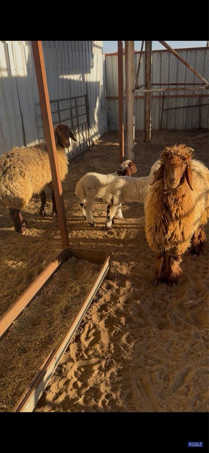 مزارع الوفره2