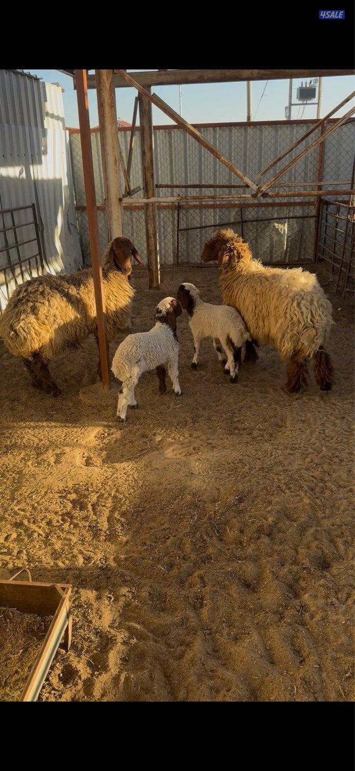 مزارع الوفره1