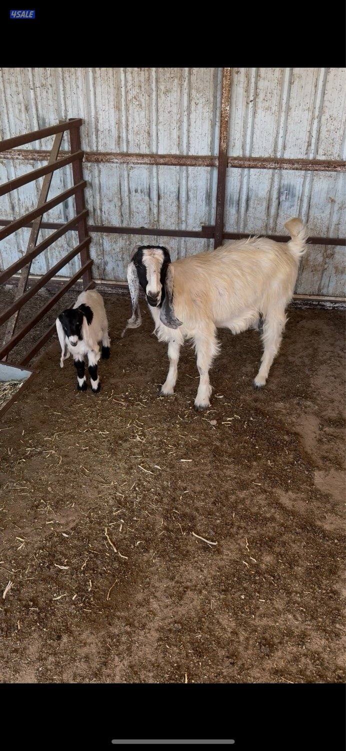 مزارع الوفره0