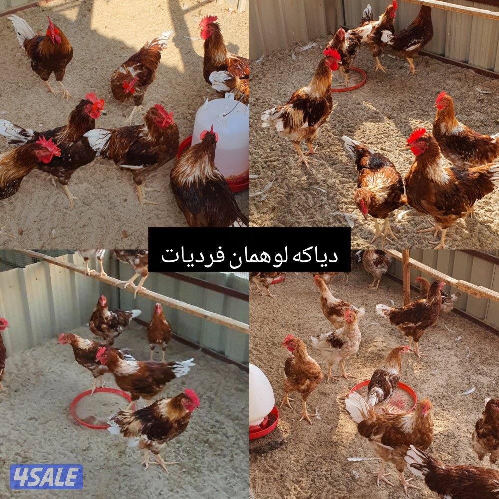 للبيع مجاميع لوهمان بيور + رود ايلاند0