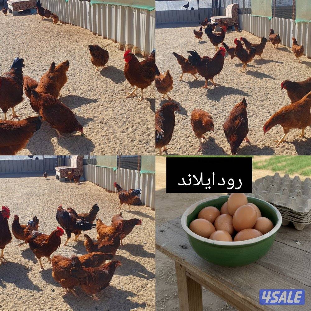 للبيع مجاميع لوهمان بيور + رود ايلاند1