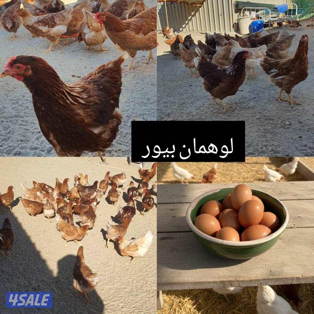 للبيع مجاميع لوهمان بيور + رود ايلاند3