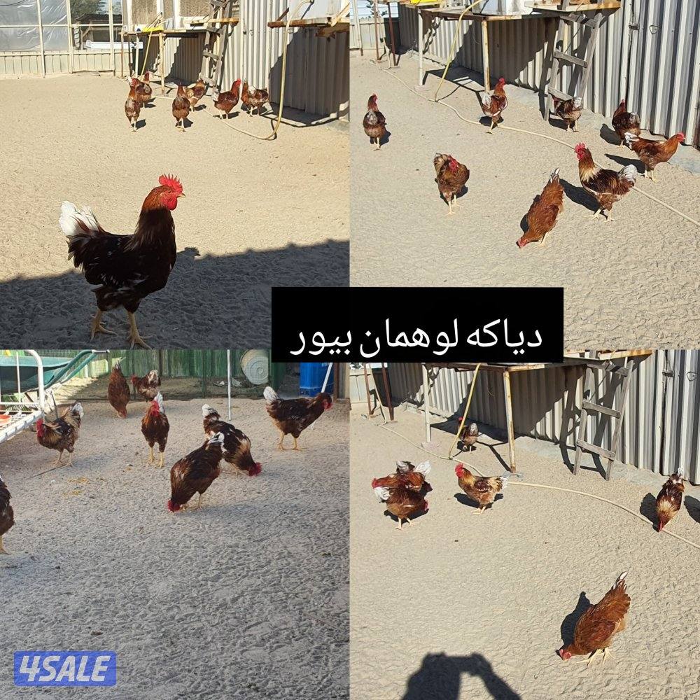 للبيع مجاميع لوهمان بيور + رود ايلاند2