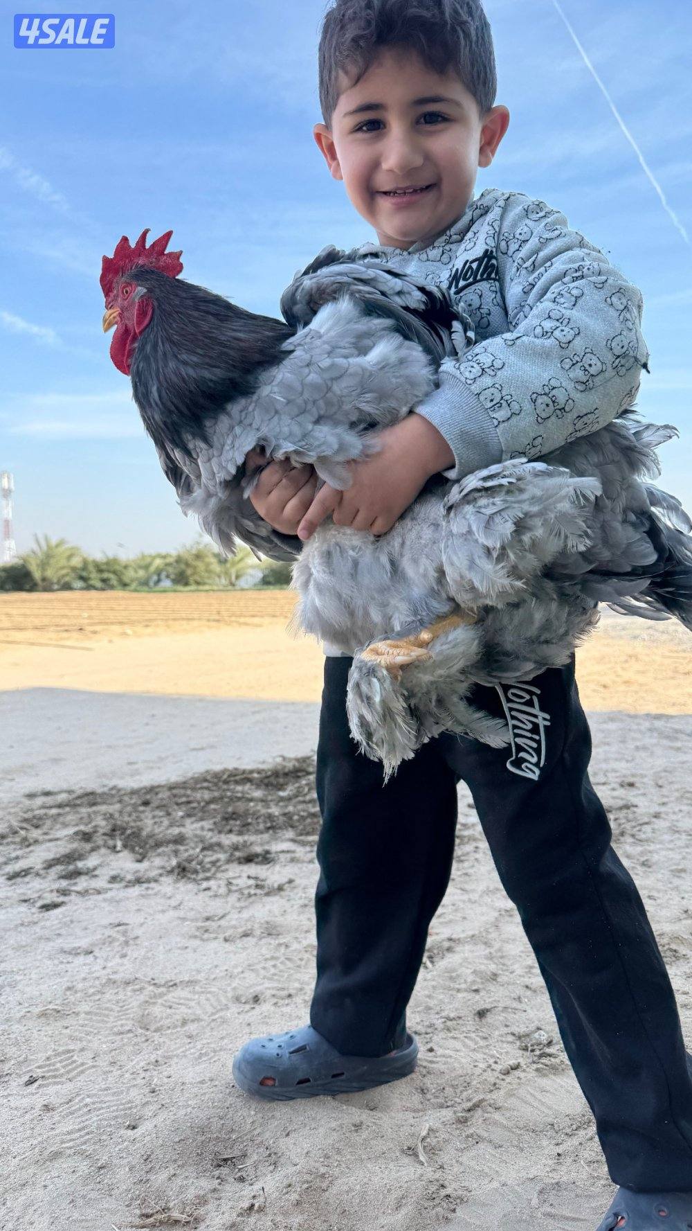 كوشن العملاق0