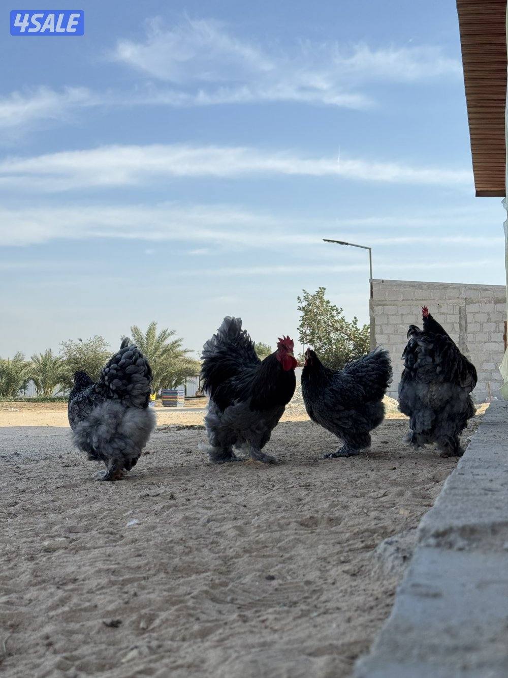 كوشن العملاق2