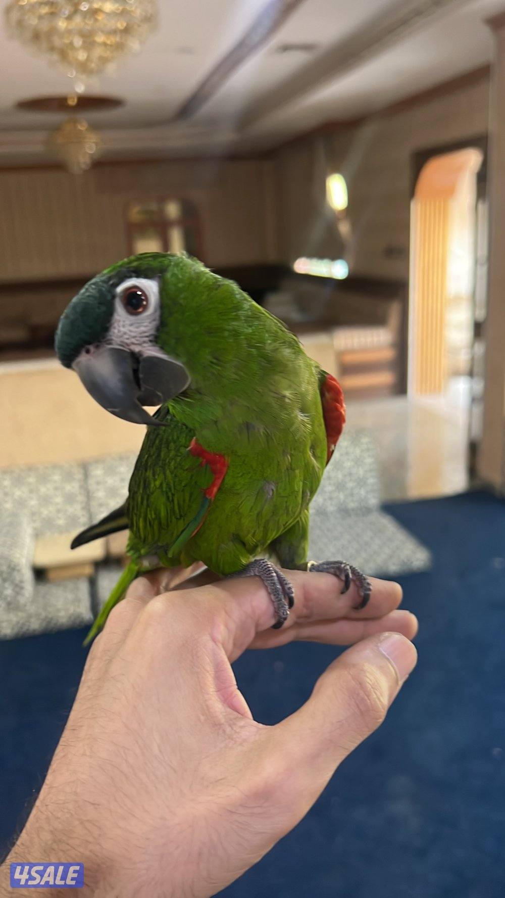 ميني مكاو البف0