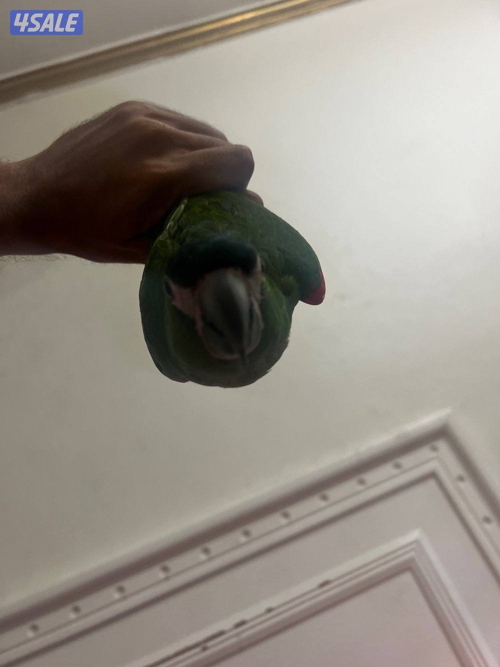 ميني مكاو البف1