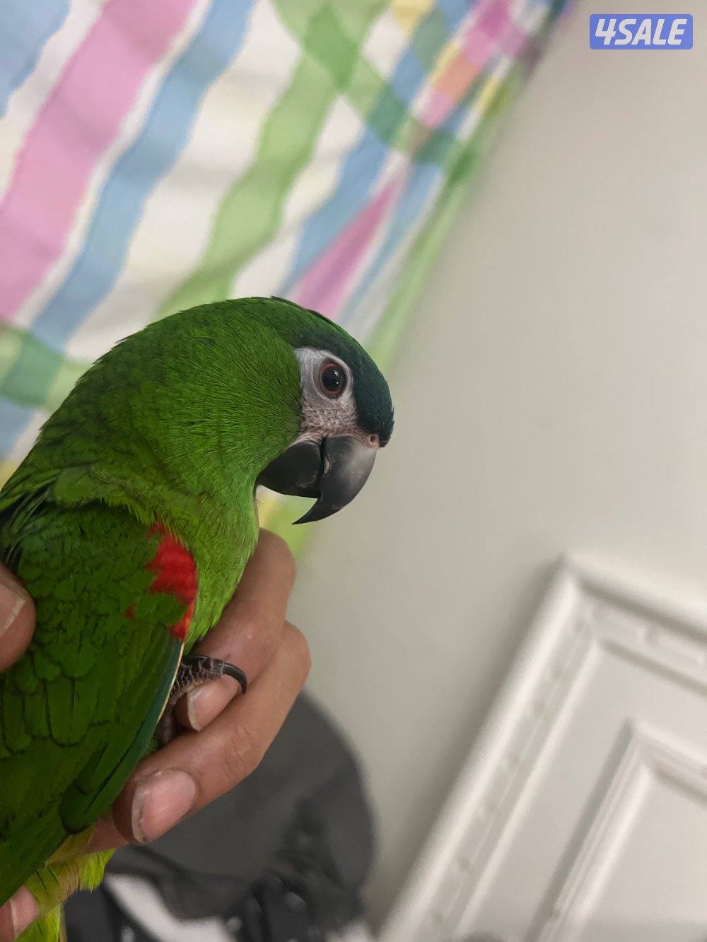 ميني مكاو البف2