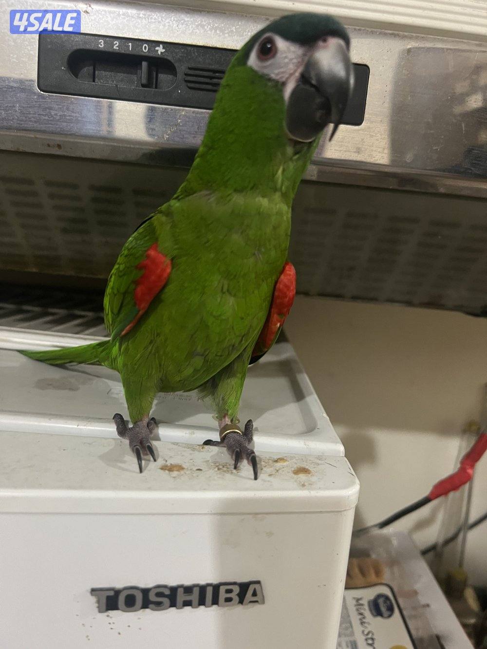 ميني مكاو البف3