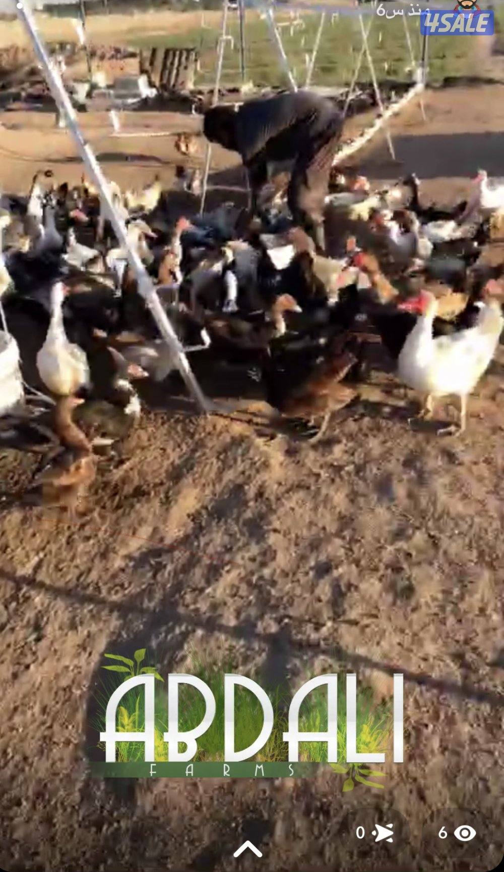 بط مصري منتج1