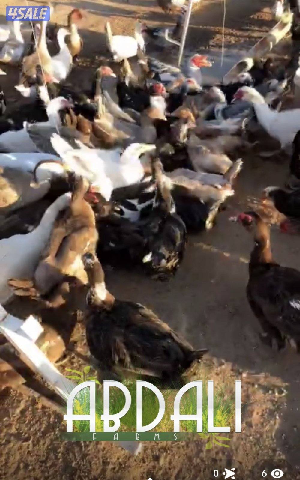 بط مصري منتج2