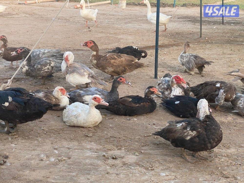 بط مصري منتج0