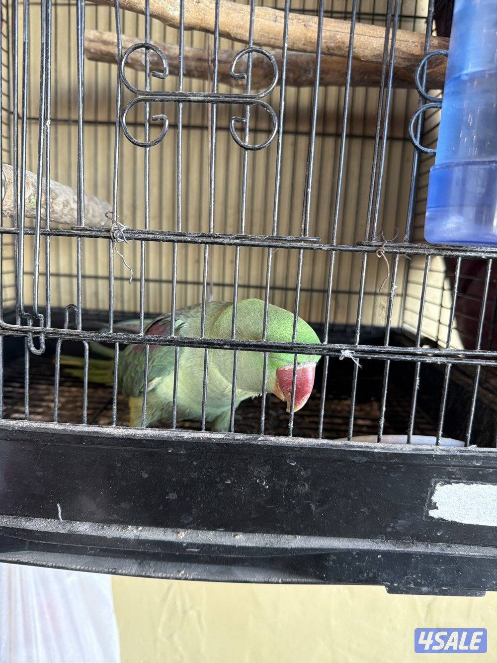 للبيع طير متوة0