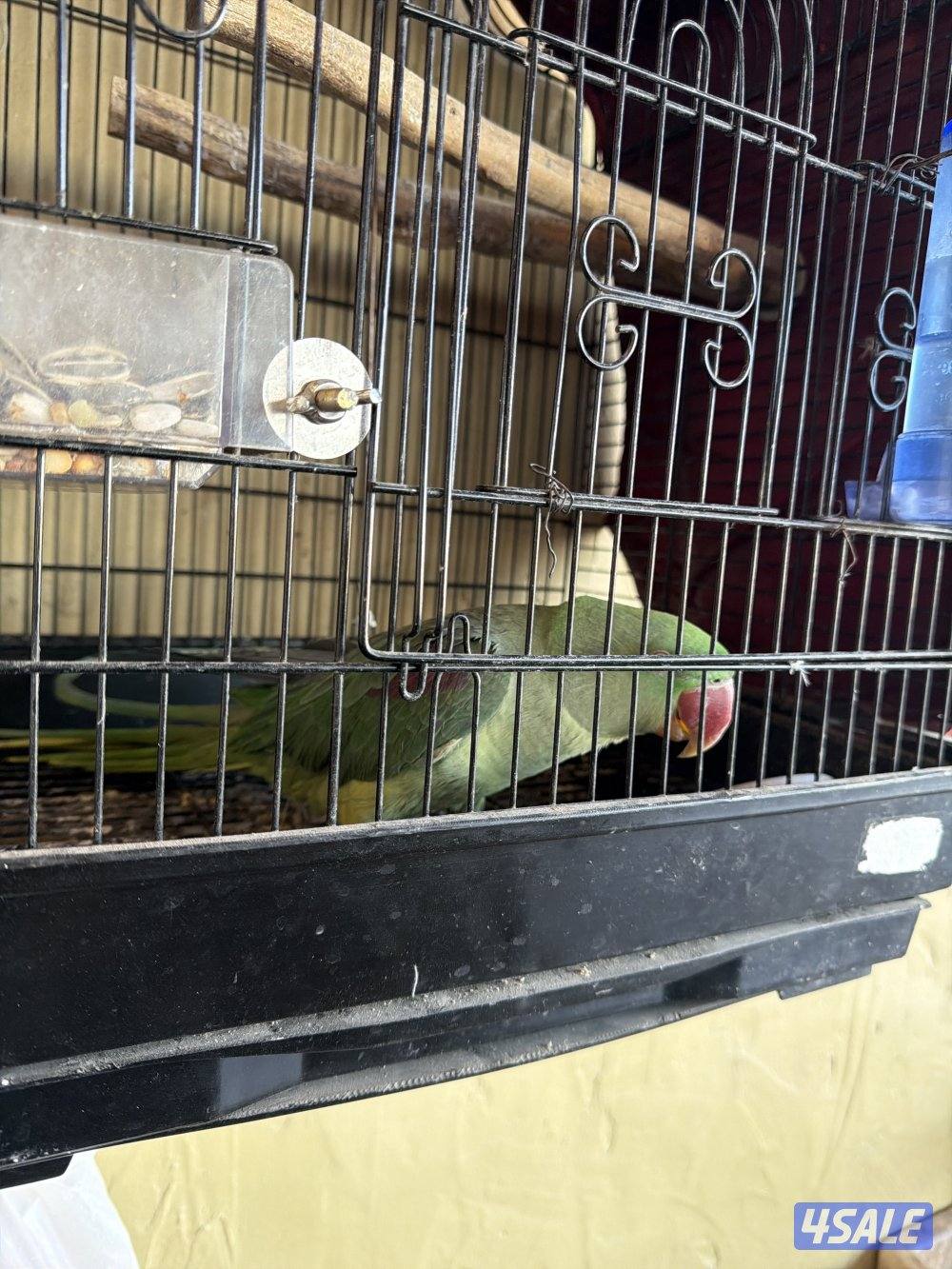 للبيع طير متوة1