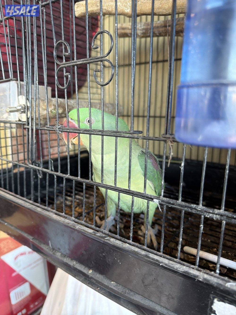 للبيع طير متوة2