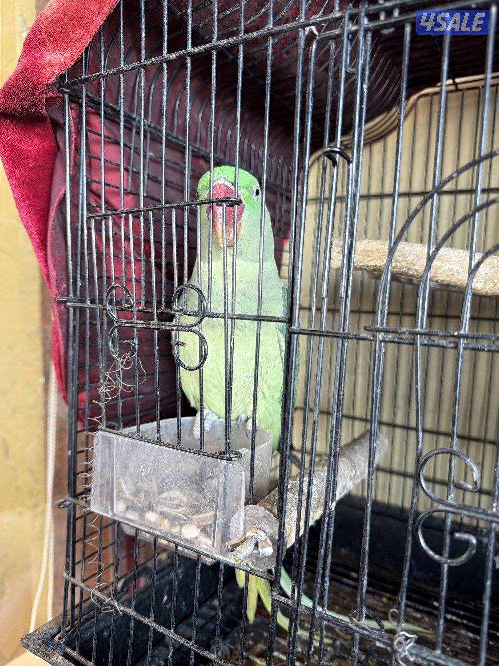 للبيع طير متوة3