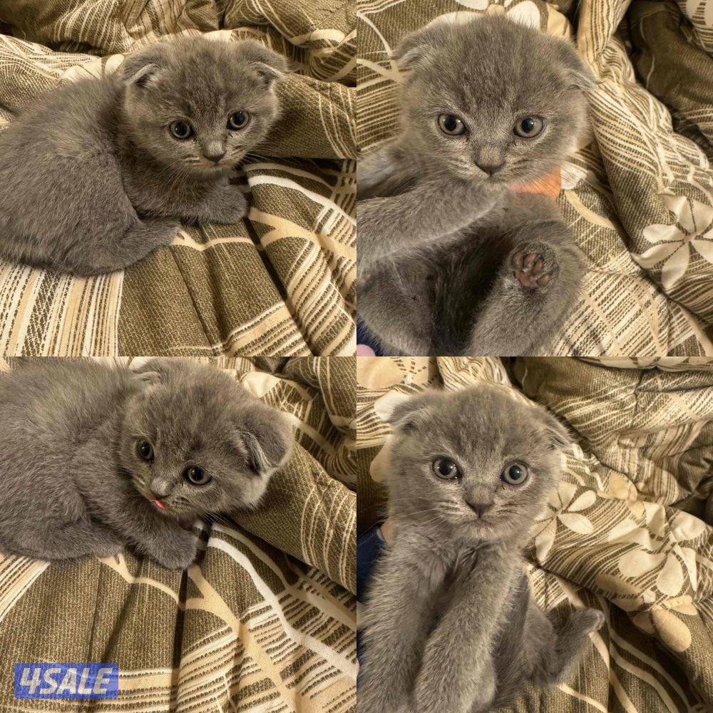 للبيع قطوه برتش0