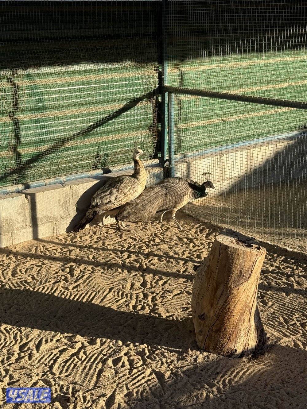 انثاي 🦚 طاووس1