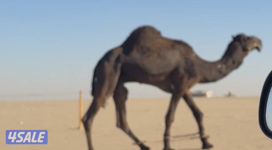 بعير فحل سنه ثني شرط سلم وضراب ولقاح إن شاء الله0