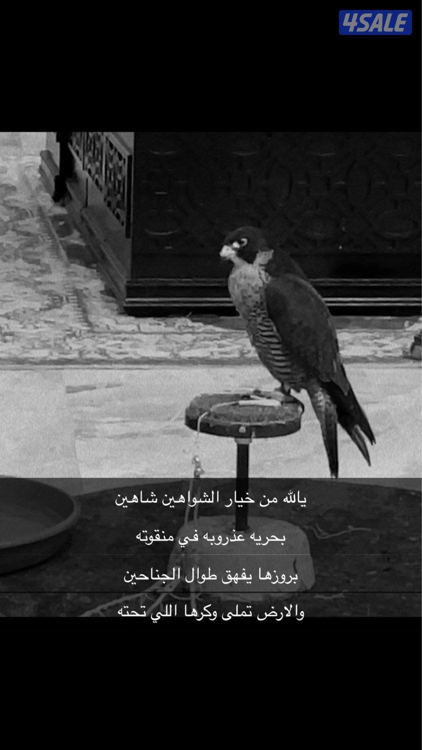 شاهين من شاهين0