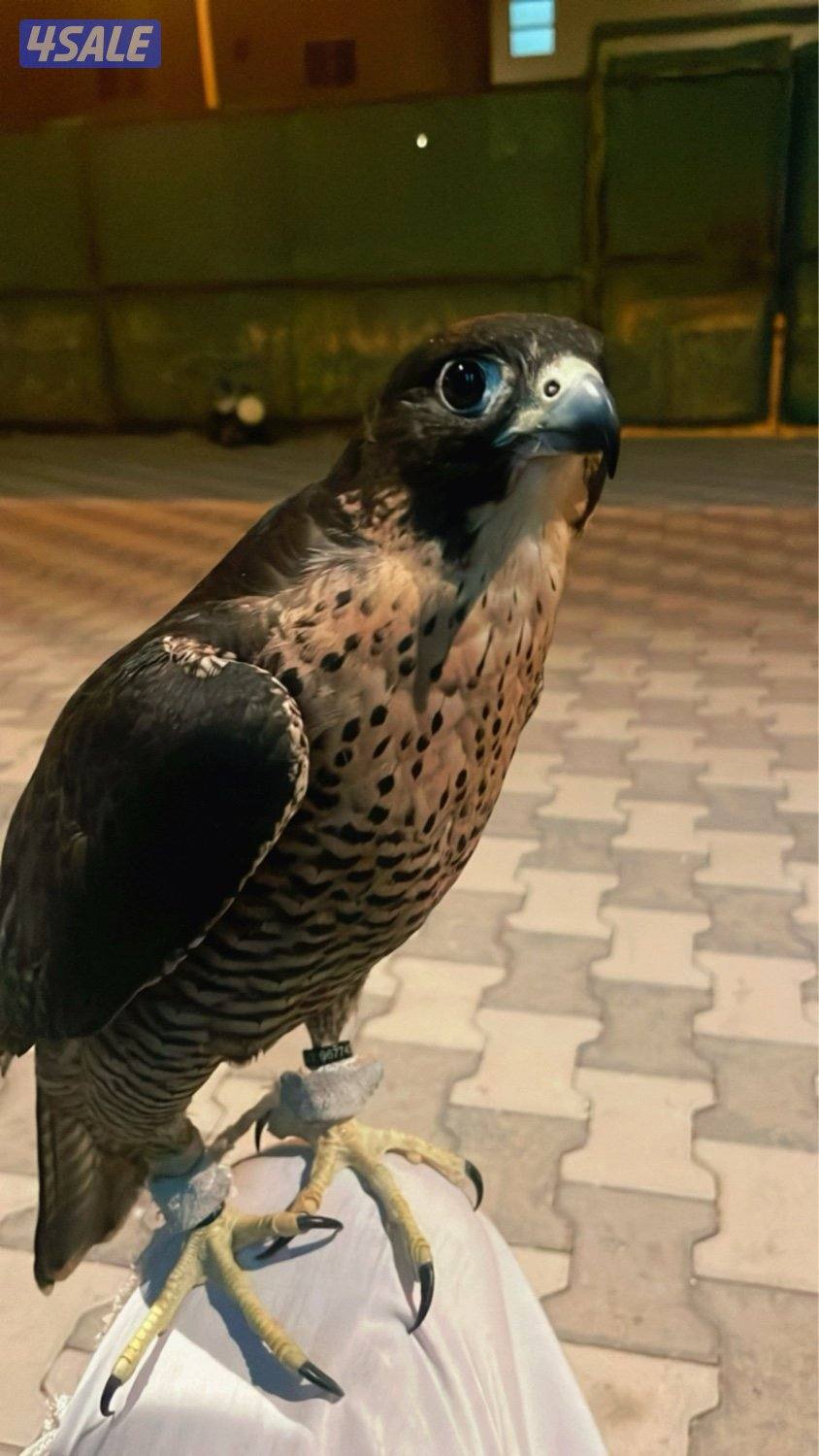 شاهين من شاهين1