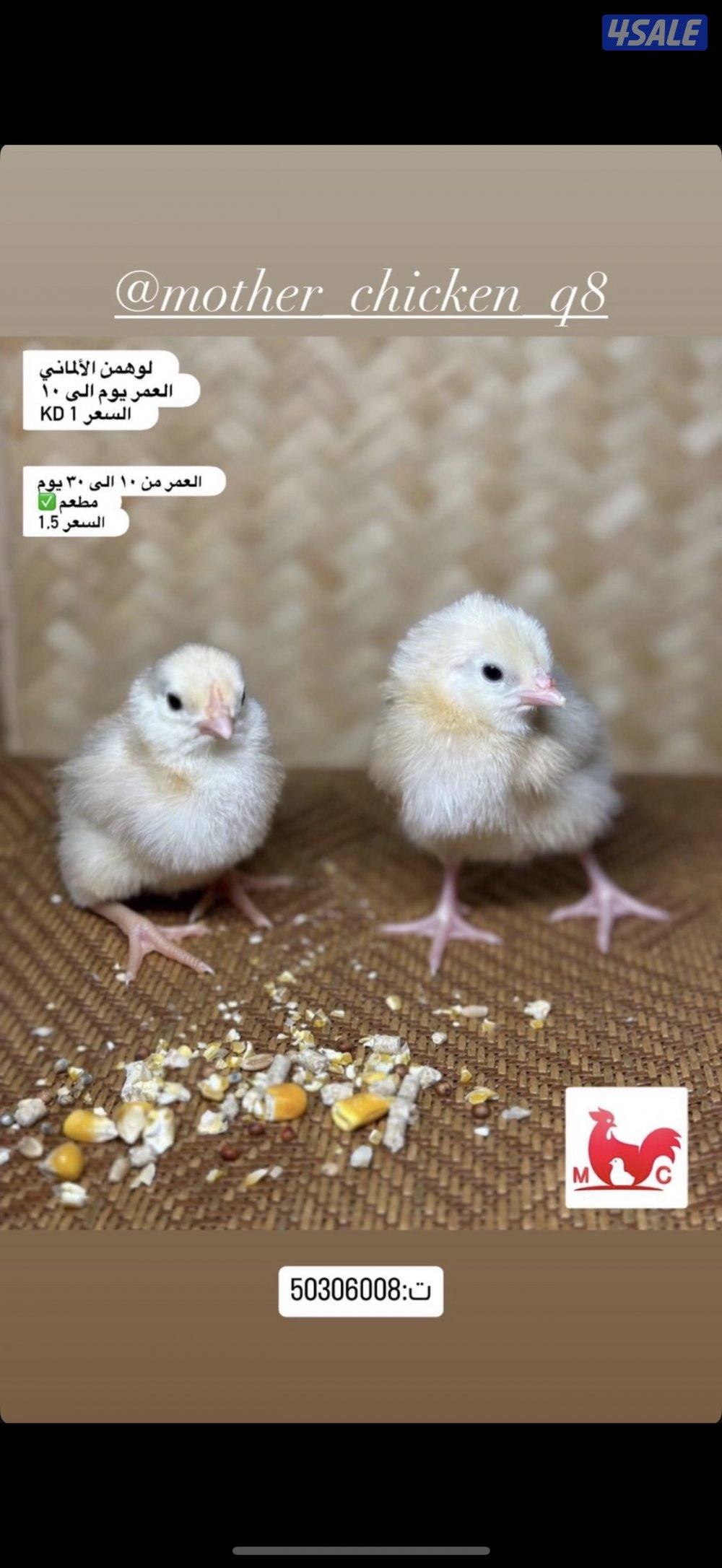 وايندوت + أيام سيماني + ساسكس احمر + أوهمن1