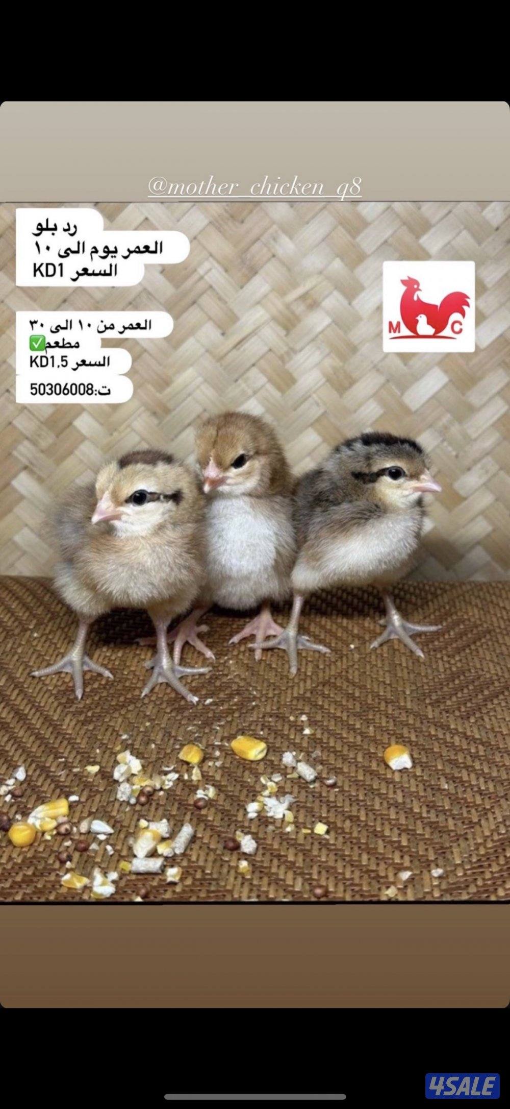 وايندوت + أيام سيماني + ساسكس احمر + أوهمن3