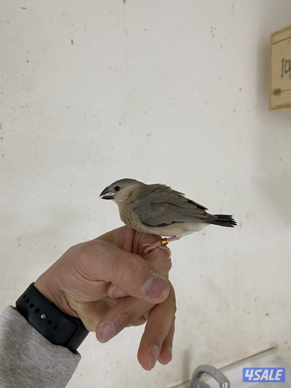 فروخ جاوا نهاية عس1