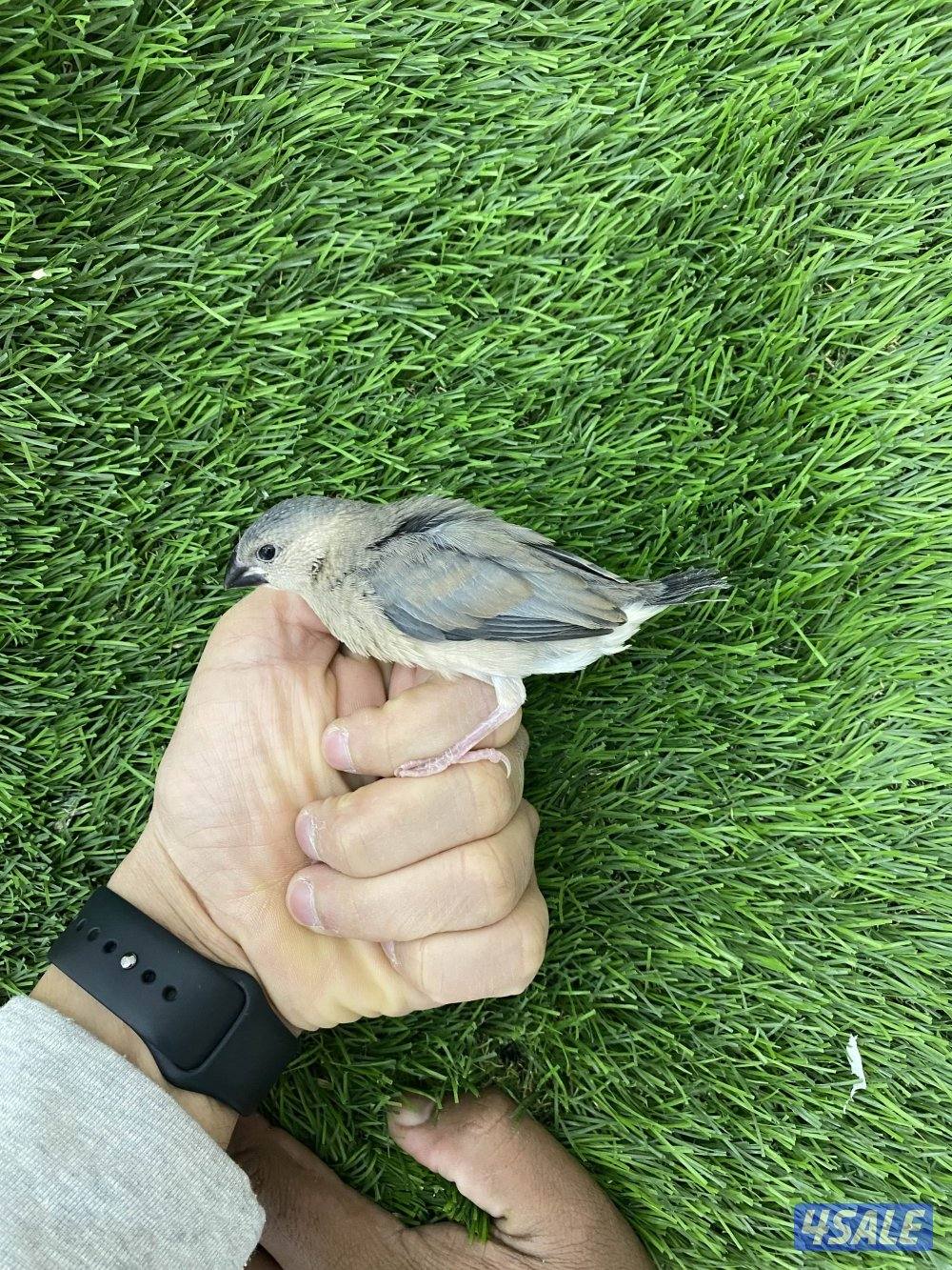 فروخ جاوا نهاية عس2