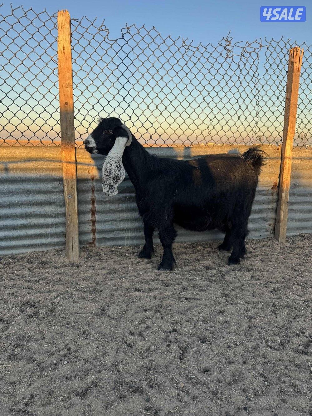 للبيع عنز دافع0