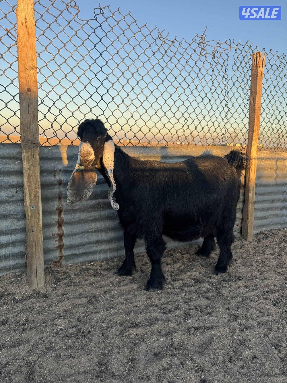 للبيع عنز دافع1