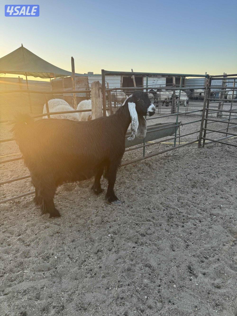 للبيع عنز دافع2