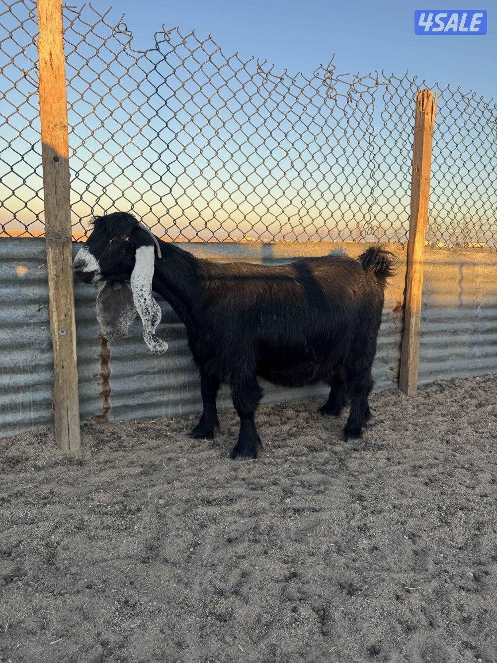 للبيع عنز دافع3