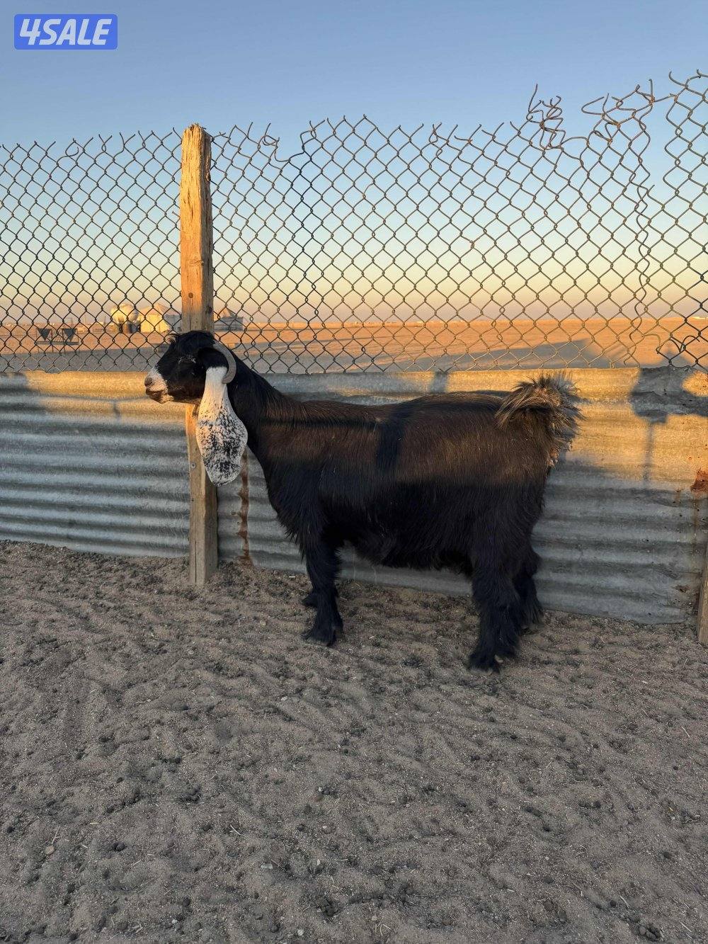 للبيع عنز دافع4