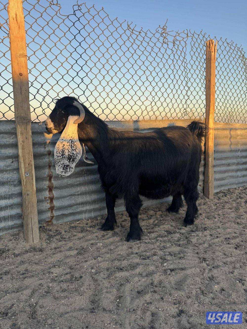 للبيع عنز دافع6