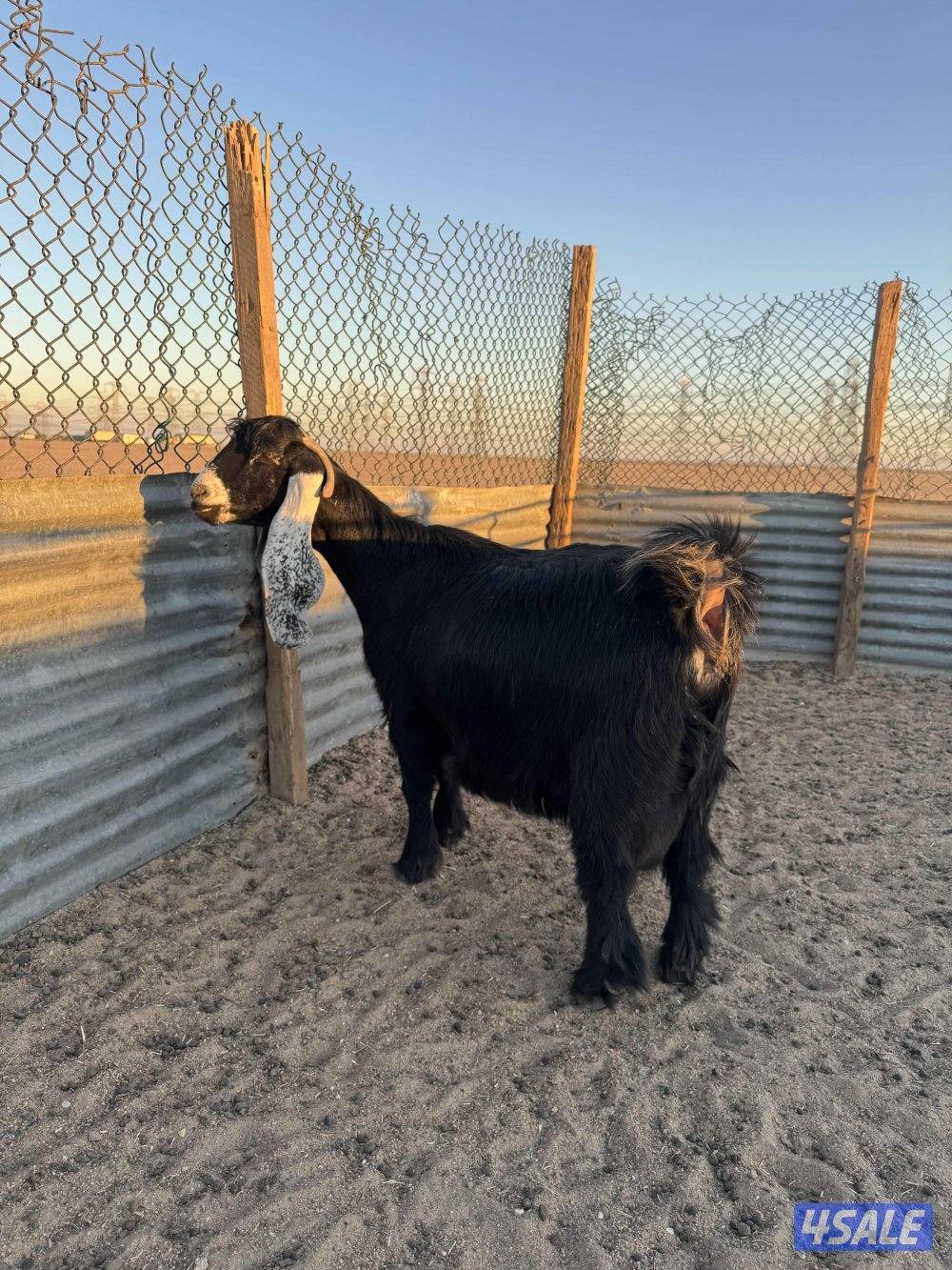 للبيع عنز دافع7